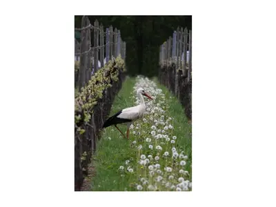 Animaux dans la maison d'hôtes ou à proximité
