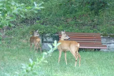 Animaux dans l'appartement ou à proximité