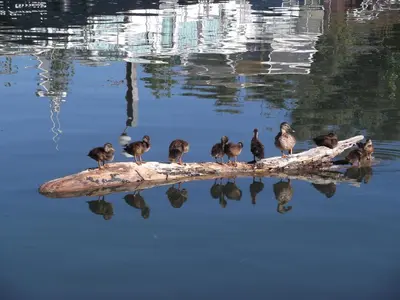 Animaux dans l'appartement ou à proximité
