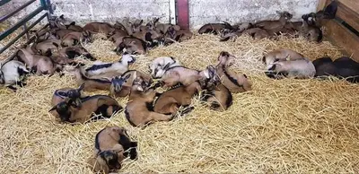 Animaux dans le chalet ou à proximité