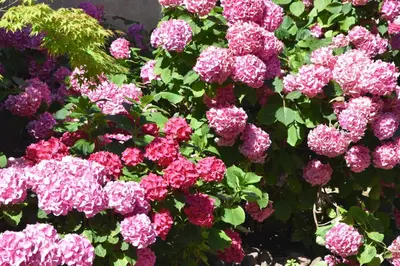 Jardin de l'établissement Cour de Dinzheim