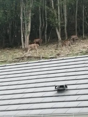 Animaux dans le B&B/chambre d'hôtes ou à proximité