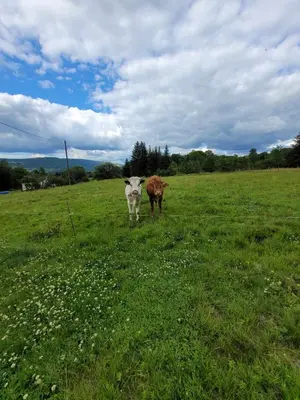 Animaux dans la maison de vacances ou à proximité