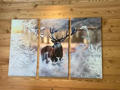 Animaux dans le chalet ou à proximité