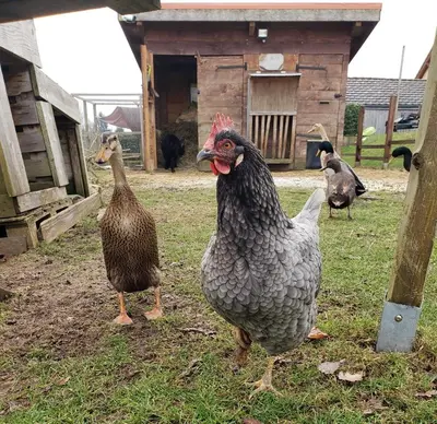 Animaux dans le B&B/chambre d'hôtes ou à proximité
