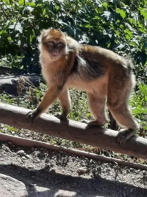 Animal ou animaux domestique(s) séjournant avec des clients dans l'établissement LE CHANT DE LA RIVIERE
