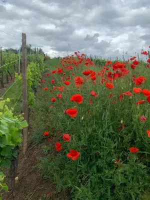 Jardin de l'établissement la parenthèse