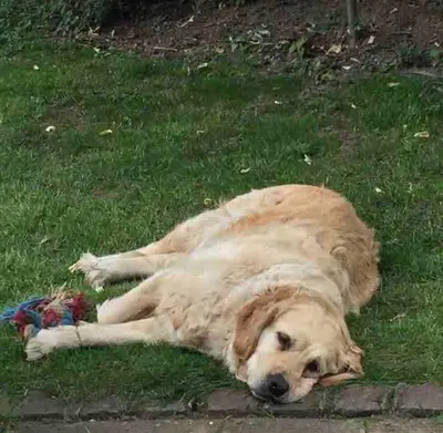 Animal ou animaux domestique(s) séjournant avec des clients dans l'établissement Villa AROHA