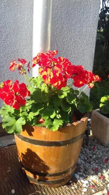 Jardin de l'établissement Gite le figuier de l'ill