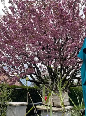 Jardin de l'établissement Amelie - petite maison alsacienne