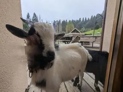Animaux dans l'appartement ou à proximité