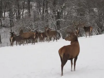 Animaux dans le B&B/chambre d'hôtes ou à proximité