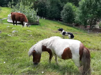 Animaux dans le chalet ou à proximité