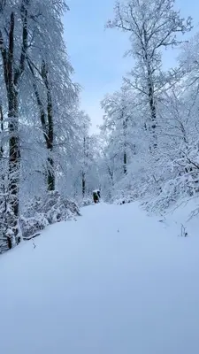 L'établissement L'escapade Vosgienne en hiver