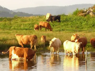 Animaux dans la maison de vacances ou à proximité