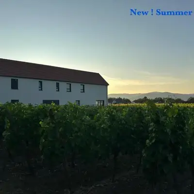 COLMARandCo au coeur des vignes