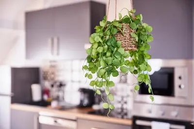 Cuisine ou kitchenette dans l'établissement TH 102 Appartement F2 en duplex tout confort 1 à 3 personnes
