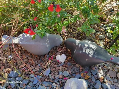 Jardin de l'établissement Le jardin