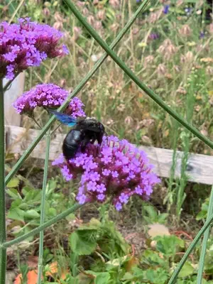 Jardin de l'établissement Les Bouquetins