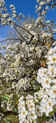 Jardin de l'établissement CHEZ GERALDINE GITES à LA FERME