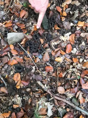 Plan de l'établissement Schwalmala Logement calme au coeur du vignoble