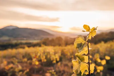 Paysage naturel près de la maison de vacances