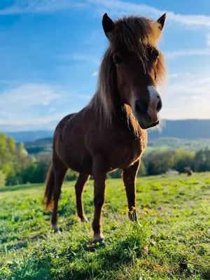 Animaux dans la maison de vacances ou à proximité