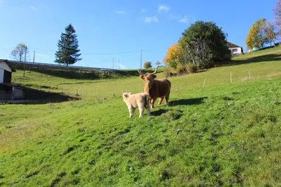 Animaux dans l'appartement ou à proximité