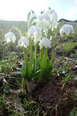 Jardin de l'établissement Gîte Edelweiss