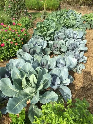 Jardin de l'établissement Chambres d'hôtes Le Jardin de Rosalie