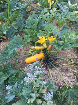 Jardin de l'établissement Chambres d'hôtes Le Jardin de Rosalie