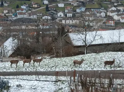 L'établissement Gîte La Louvière La Bresse sauna nature centre à en hiver