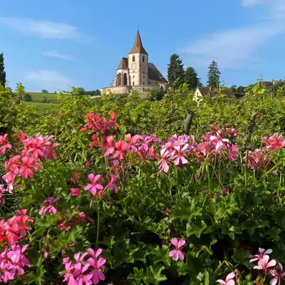 Jardin de l'établissement Gîtes Sipp Mack Vins d'Alsace