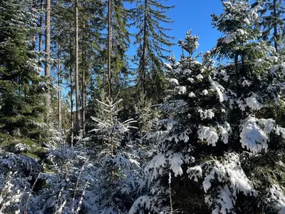 L'établissement Gîte de l'Api de la Broque en hiver