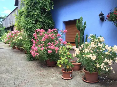 Jardin de l'établissement Gite Du Rittersberg