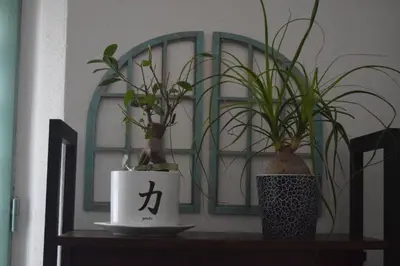 Plan de l'établissement Gite le GINKGO 50 M2