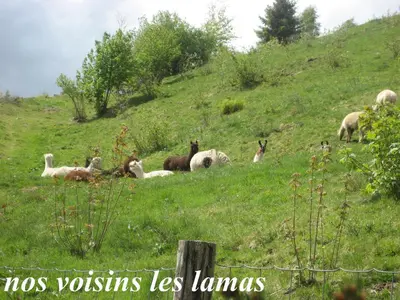 Animaux dans le chalet ou à proximité