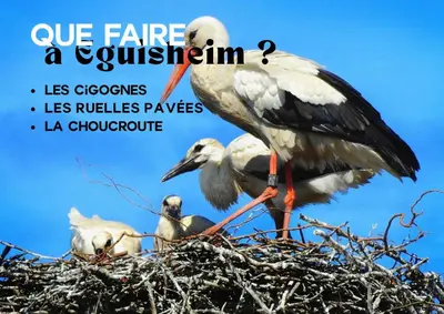 Animaux dans l'appartement ou à proximité