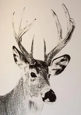 Animaux dans le chalet ou à proximité