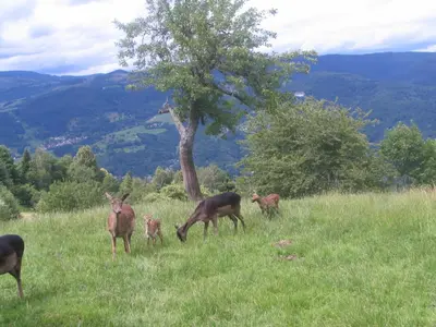 Animaux dans l'hôtel ou à proximité