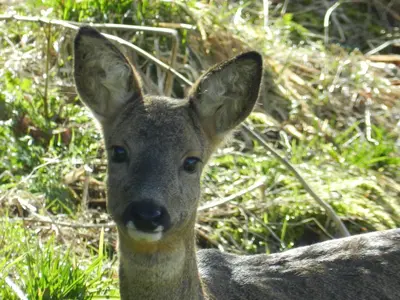 Animaux dans l'appartement ou à proximité
