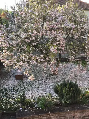Jardin de l'établissement chambres d'hotes 