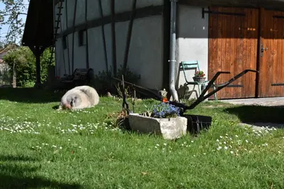 Jardin de l'établissement Gite de peupliers