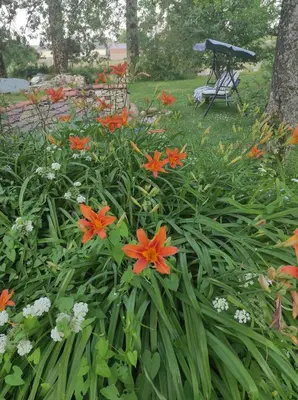 Jardin de l'établissement Gite de peupliers