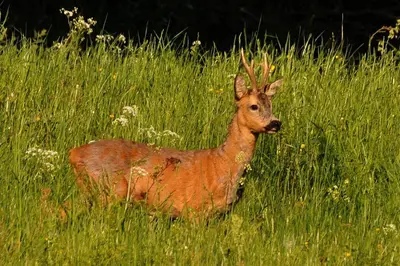 Animaux dans l'appartement ou à proximité