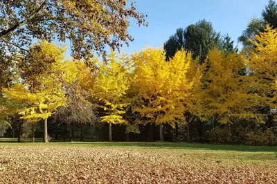 Plan de l'établissement Travel Homes - Le Rebberg, Superbe vue à Mulhouse