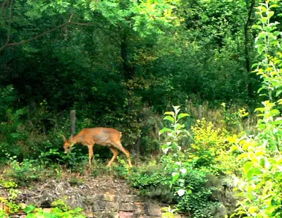 Animaux dans le B&B/chambre d'hôtes ou à proximité