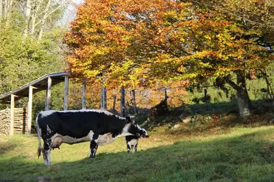 Animaux dans la maison de vacances ou à proximité