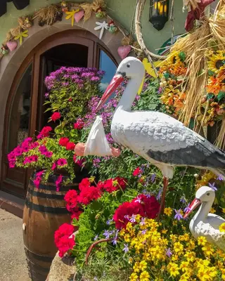 Animaux dans la maison d'hôtes ou à proximité