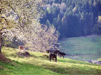 Animaux dans le B&B/chambre d'hôtes ou à proximité